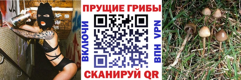 Псилоцибиновые грибы Psilocybe  Купить  Гатчина 